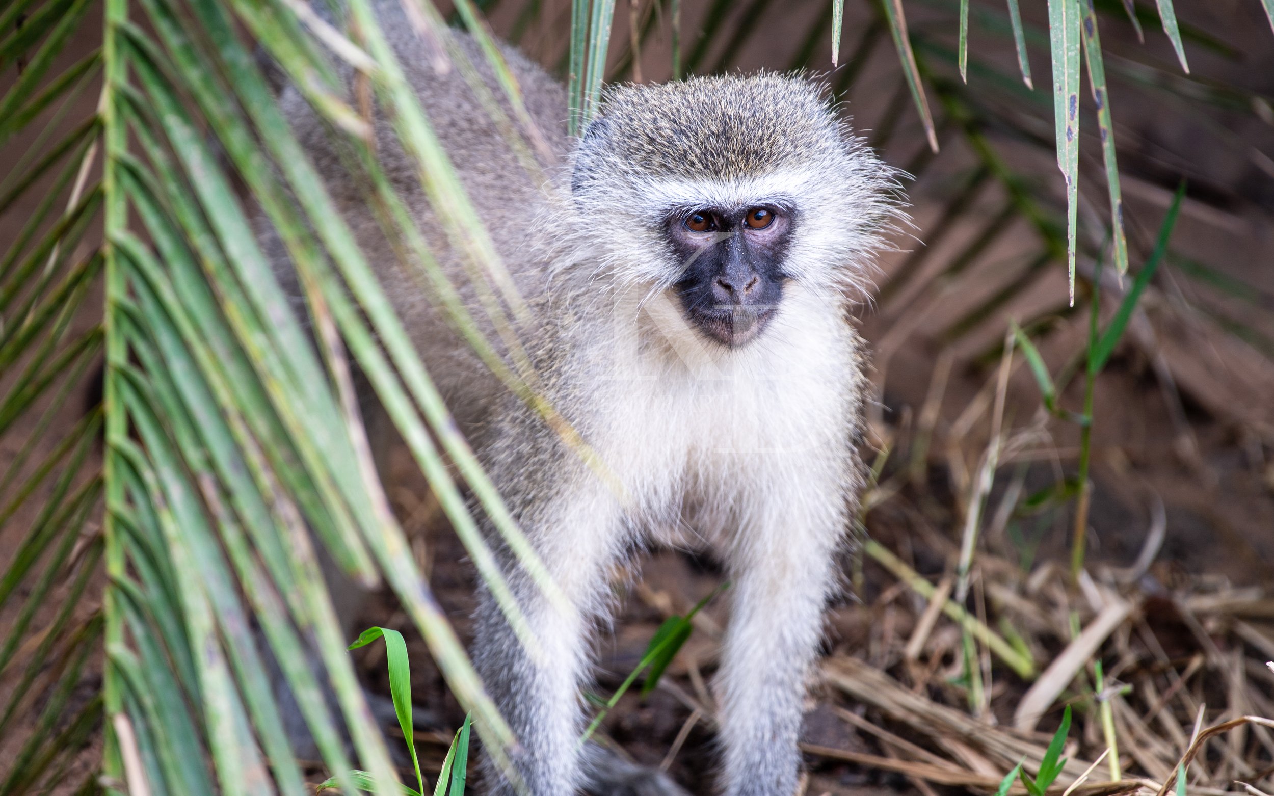 vervet-1.jpg