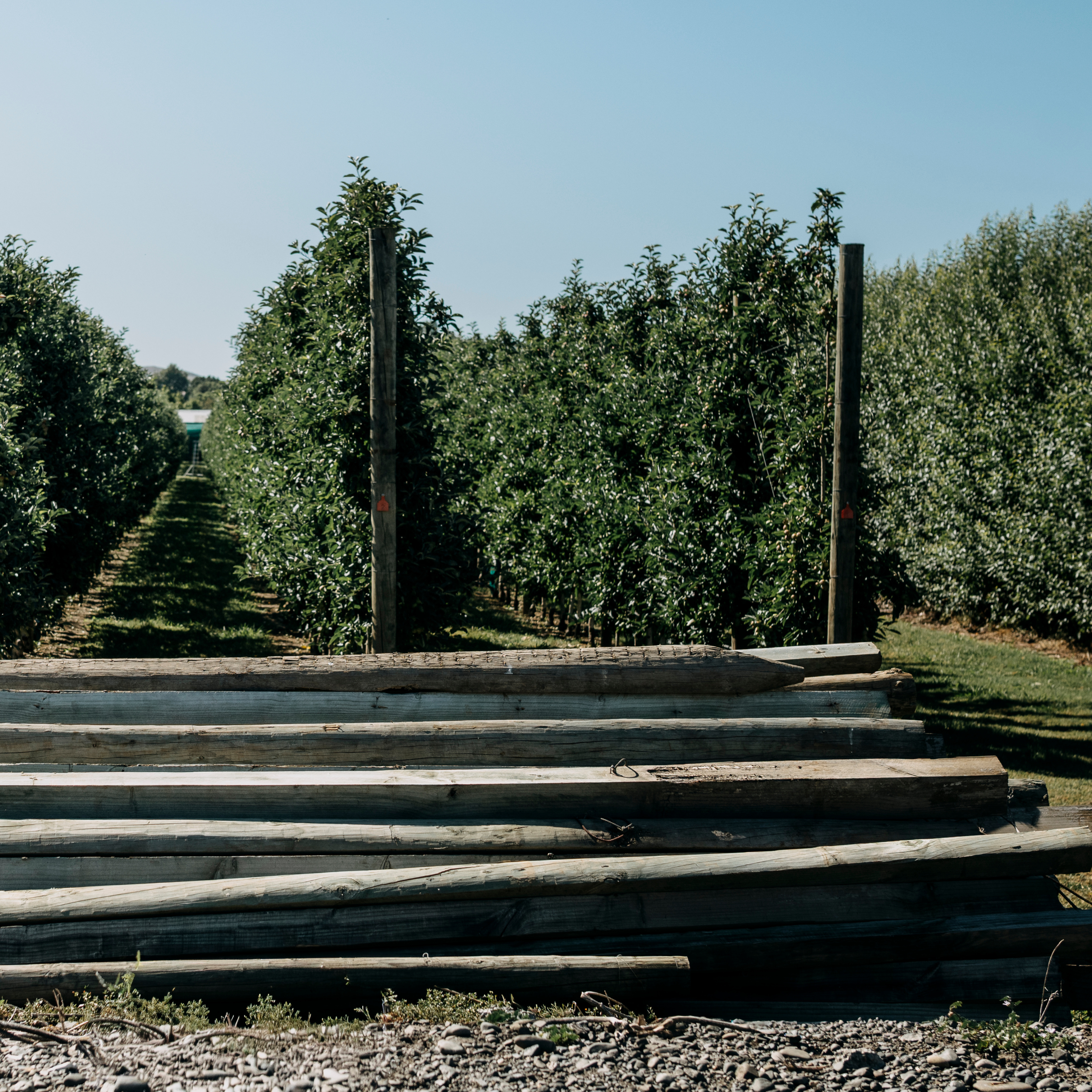 Row of trees with green leaves and wooden supports under a clear blue sky.