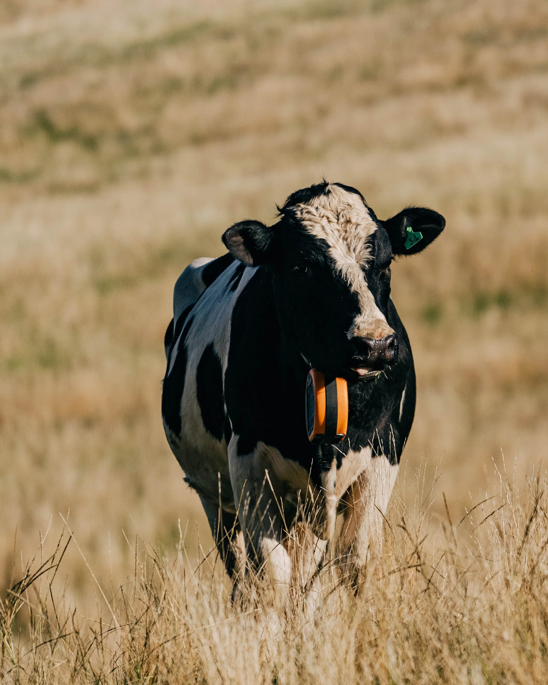 What are Farmers Virtual Fencing Options</span>