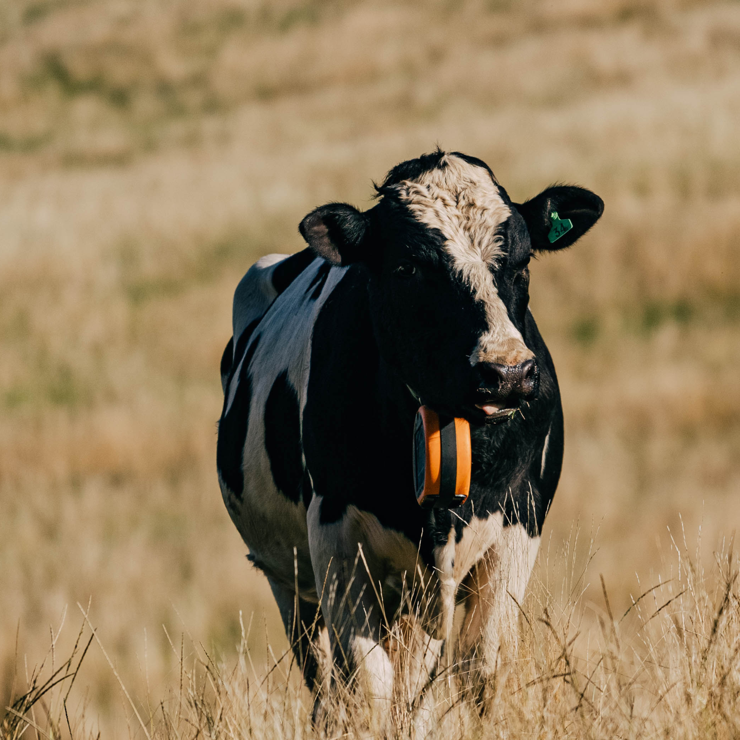 Gallagher eShepherd vs Halter. What are Farmers Options 