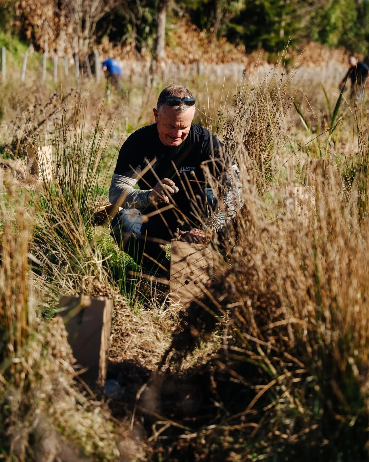 Team planting native trees