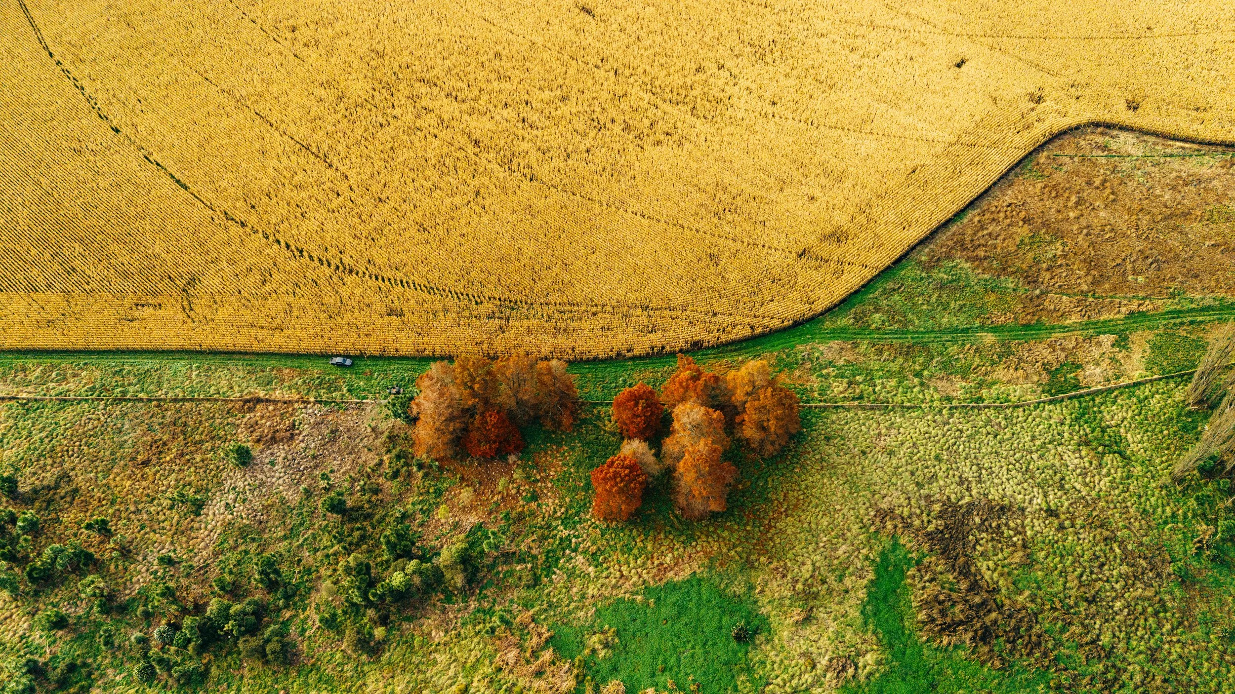 Hawke's Bay wetland restoration project connecting native habitat across the rural landscape.