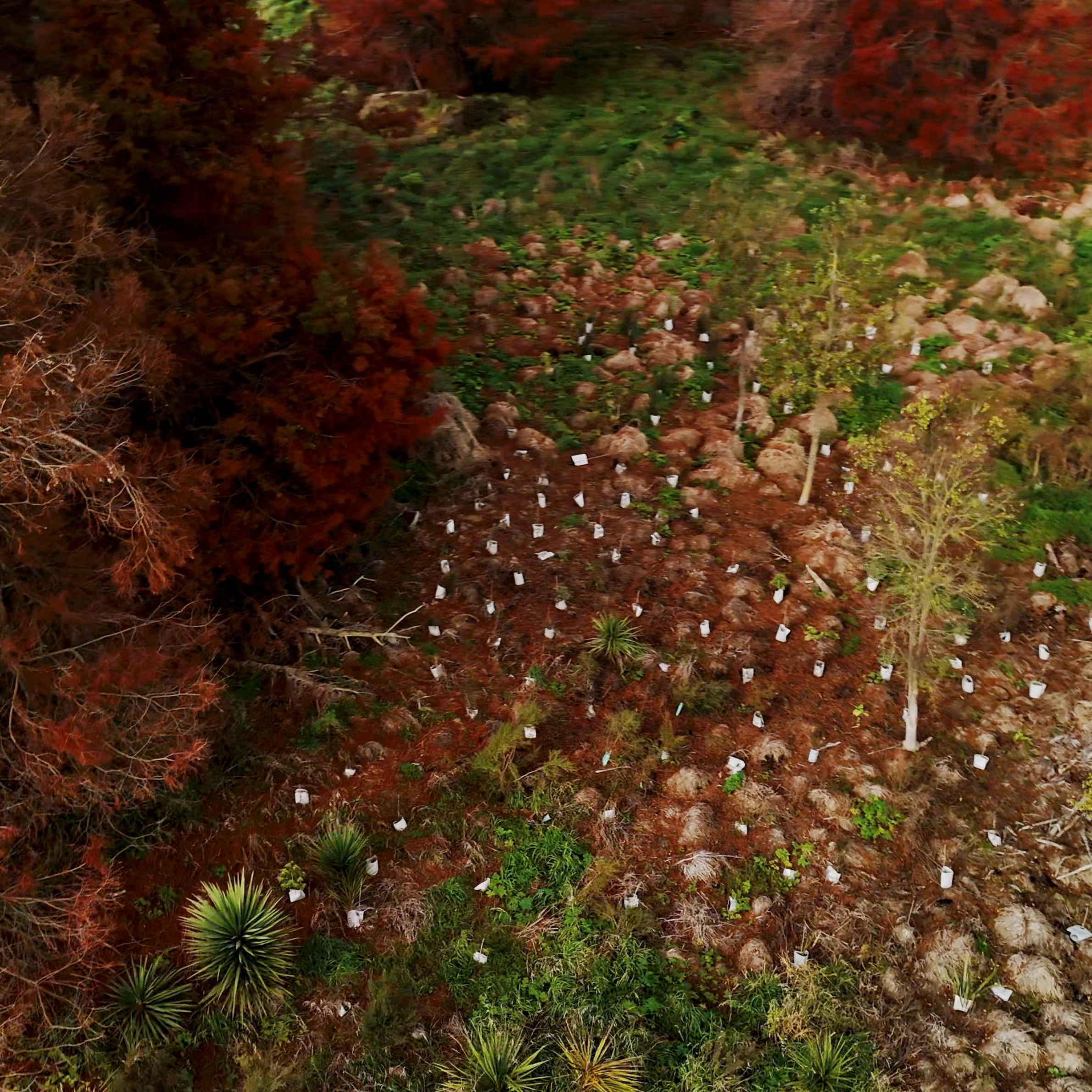 Aerial view of a garden with plants, trees, and rows of small white markers or labels in the soil, surrounded by red and green autumn foliage.
