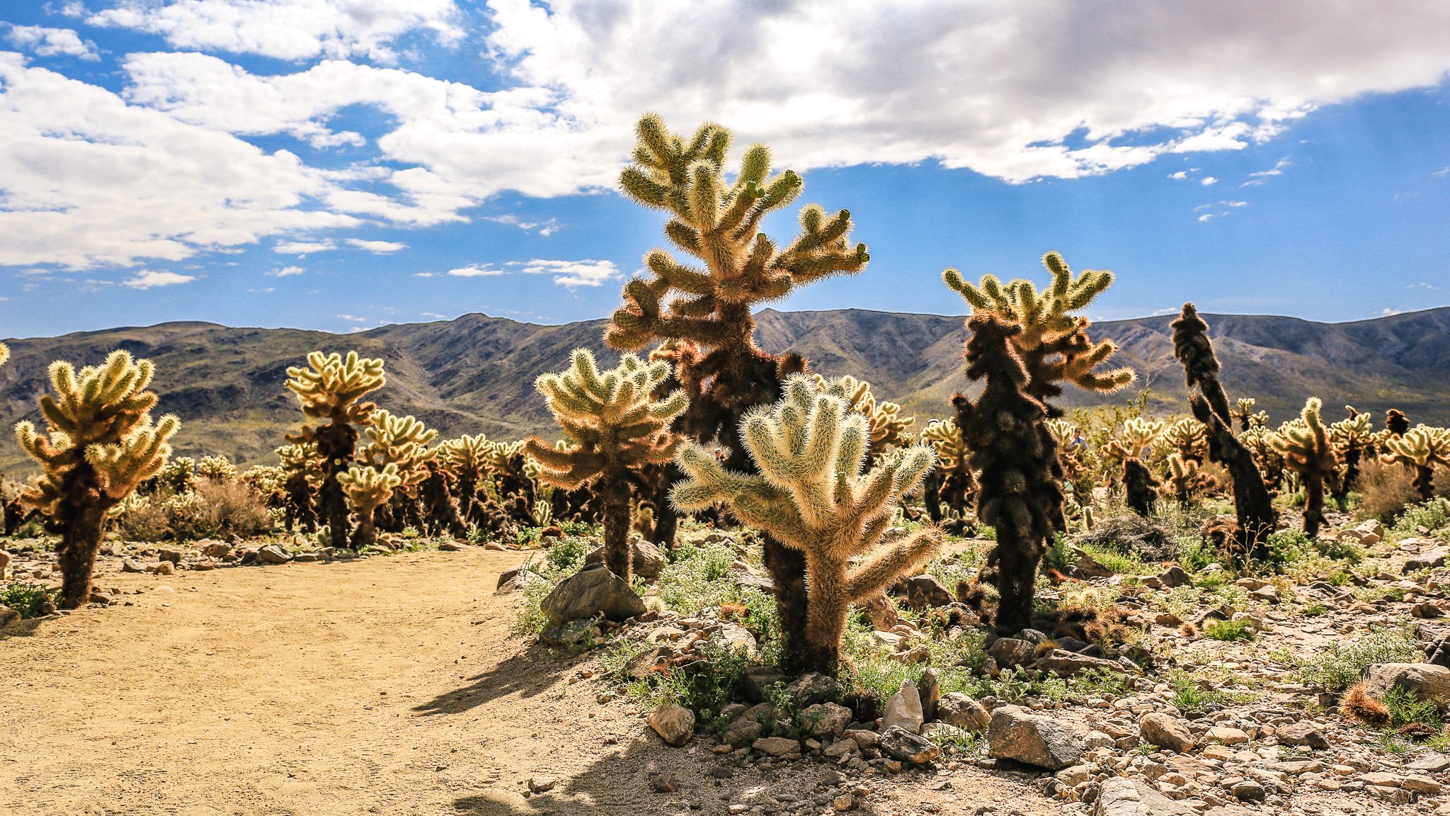 Cholla in Joshua.jpg