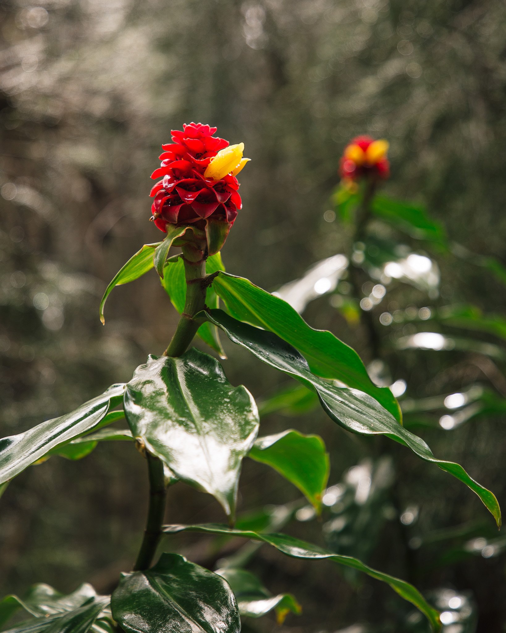 Torch Ginger_lowres.jpg