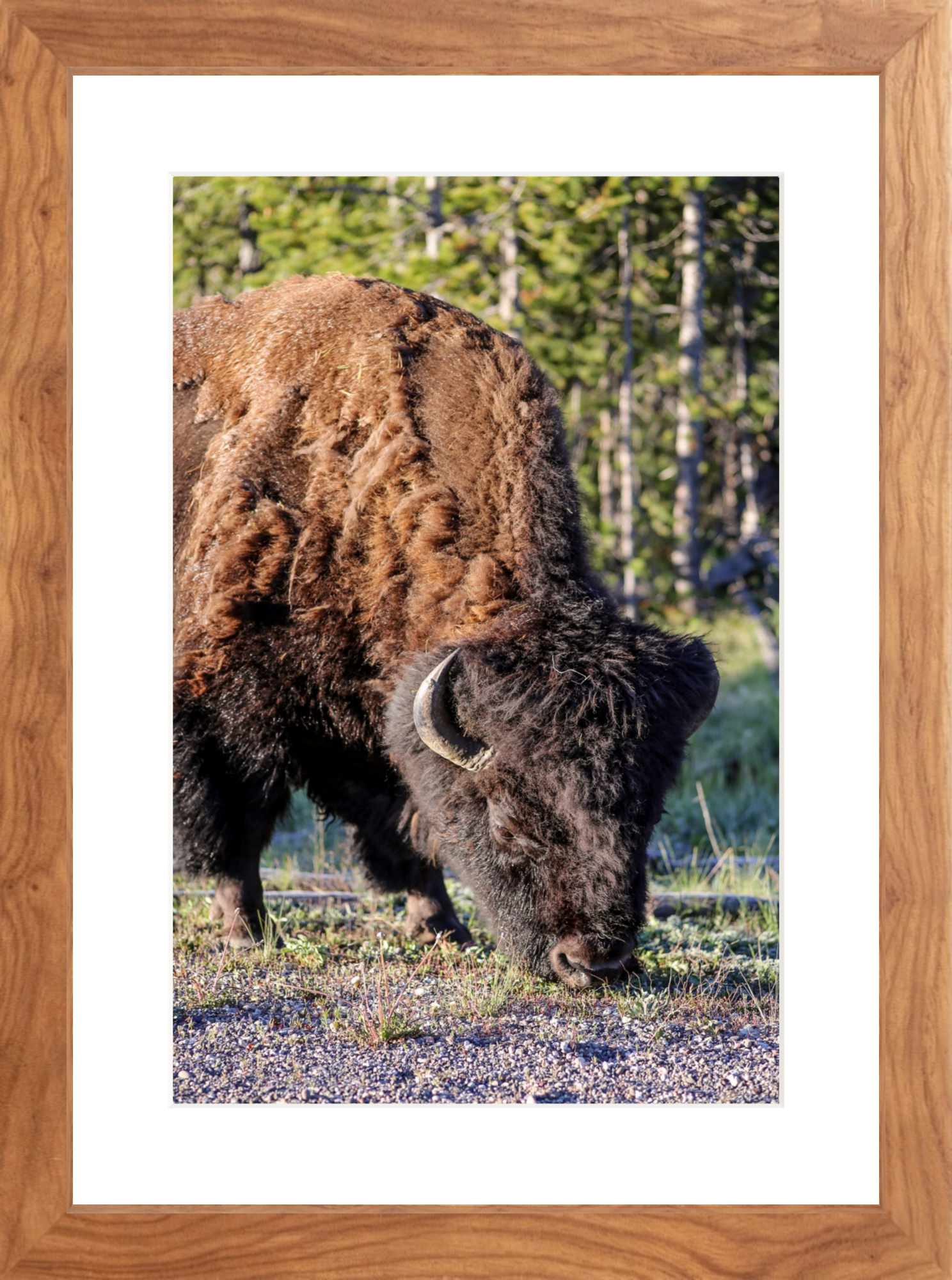 walnut_Bison_lowres.png