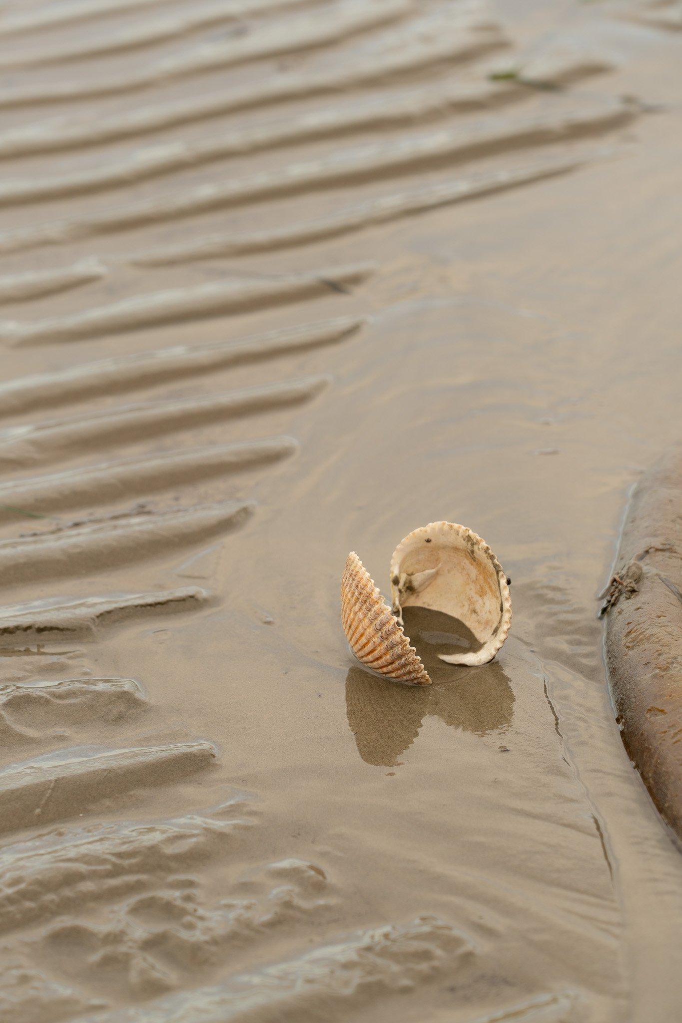 Clam Shell_lowres.jpg
