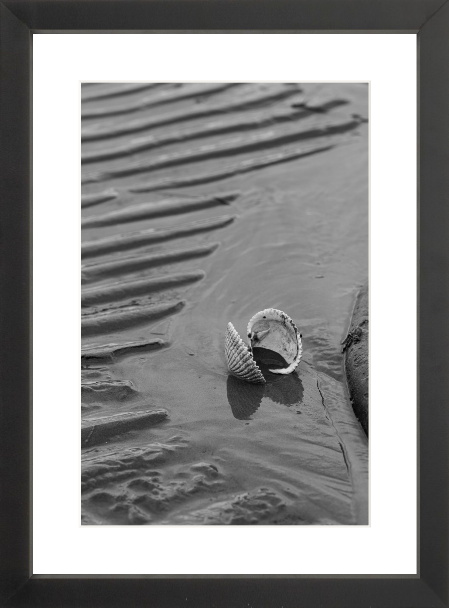 black_Clam Shell BW_lowres.png