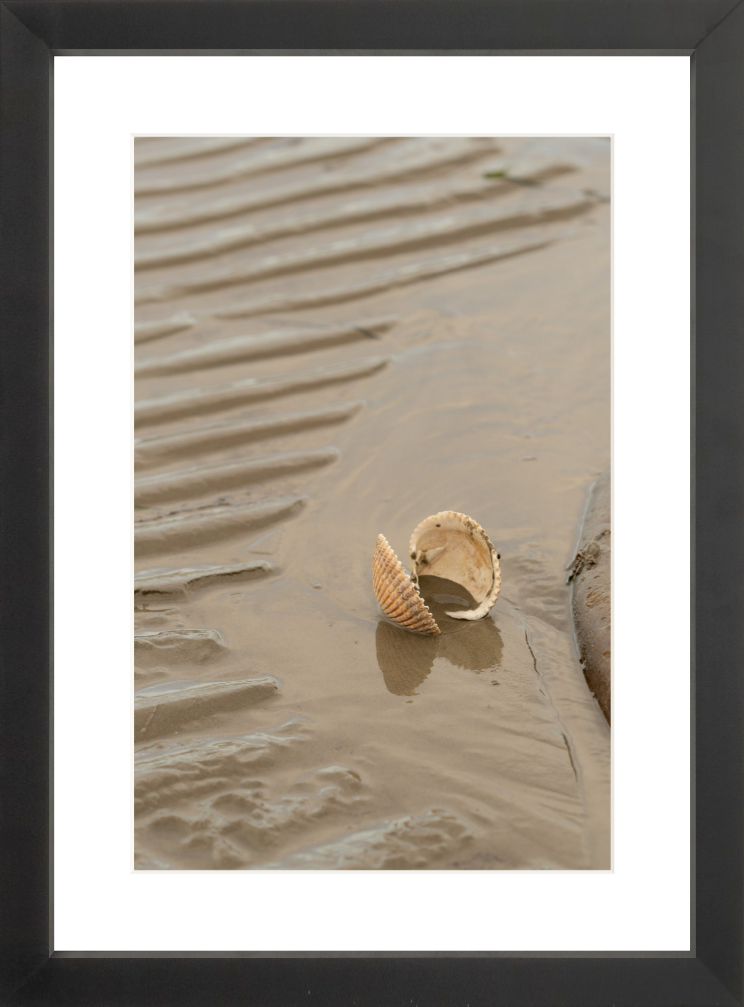 black_Clam Shell_lowres.png