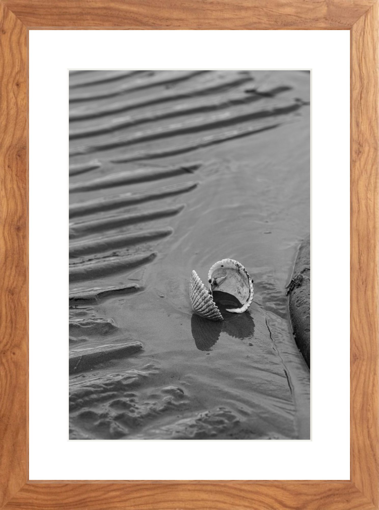 walnut_Clam Shell BW_lowres.png