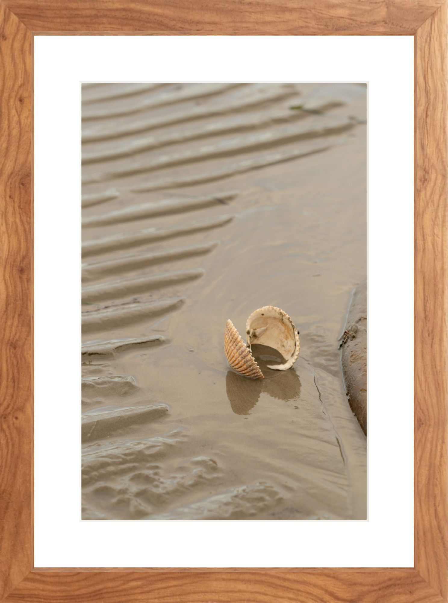 walnut_Clam Shell_lowres.png