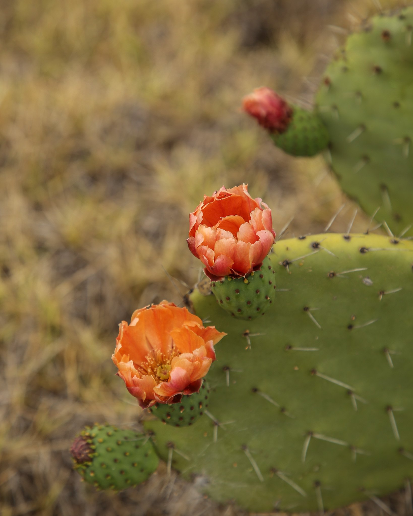 Nopal Blooms_lowres.jpg