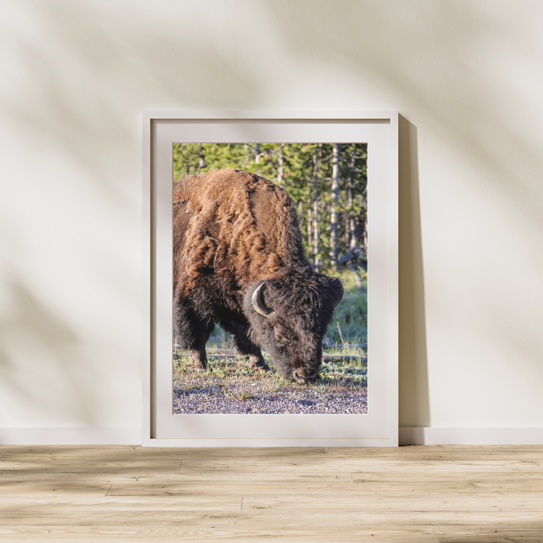 Bison_FrameMock.png