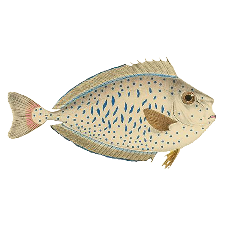 Beige Green BLue fish.png