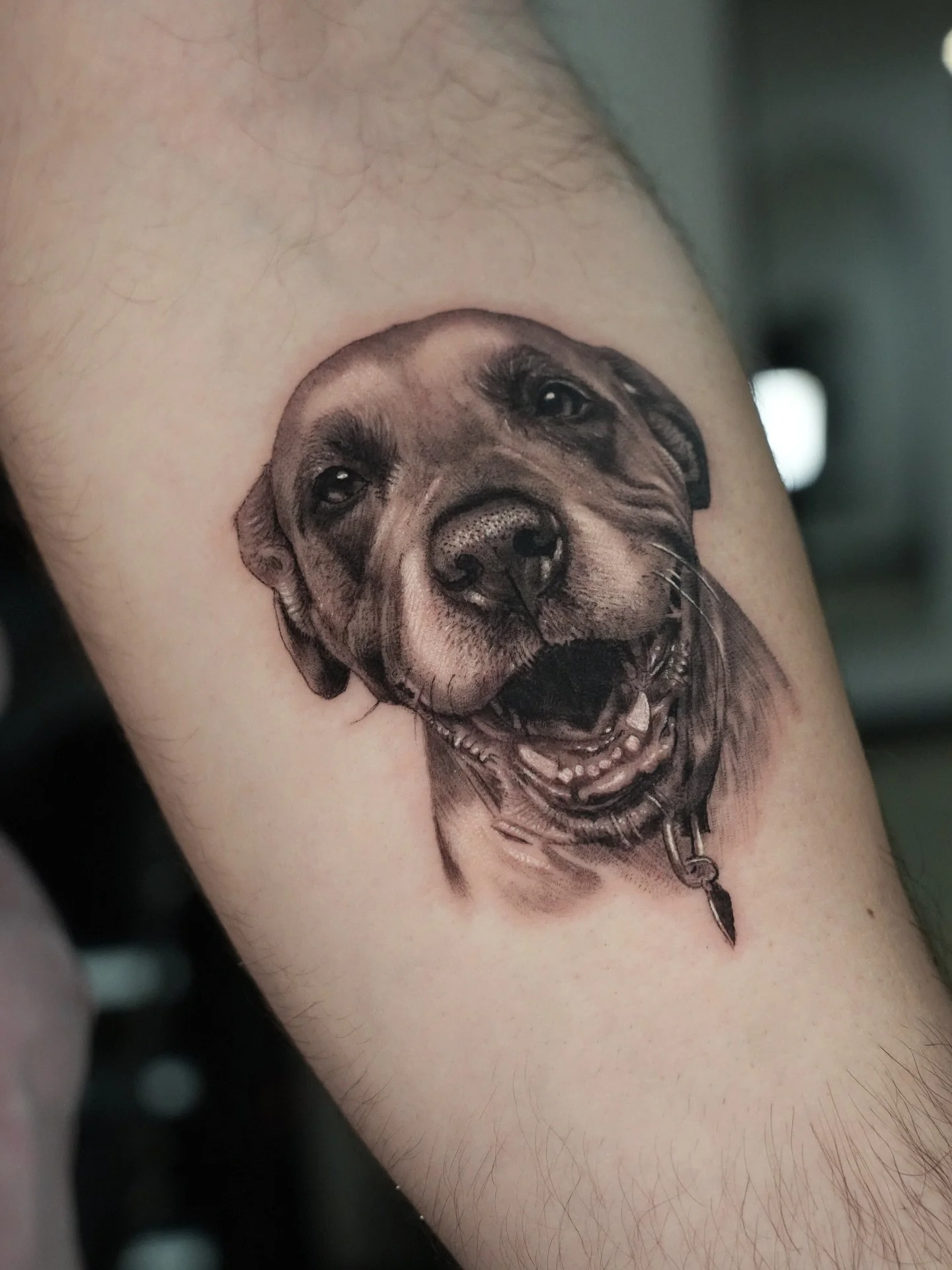 A Buddy - Books Open - submission form in bio.
.
#dogportrait #dogtattoo #blackandgrey #realism #pettattoo