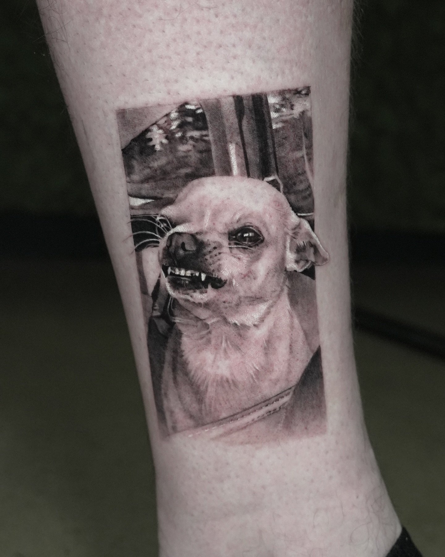 His name is Lucifer 👹

Inquiry link is in bio 👆
Done at @dot.creativegroup, message me to guest with us!

#tattoo #dogtattoo #photorealism #microrealism #detailedtattoo #portraittattoo #nyc #nyctattoo #goldy #inked #skinart #chihuahuatattoo #pettat