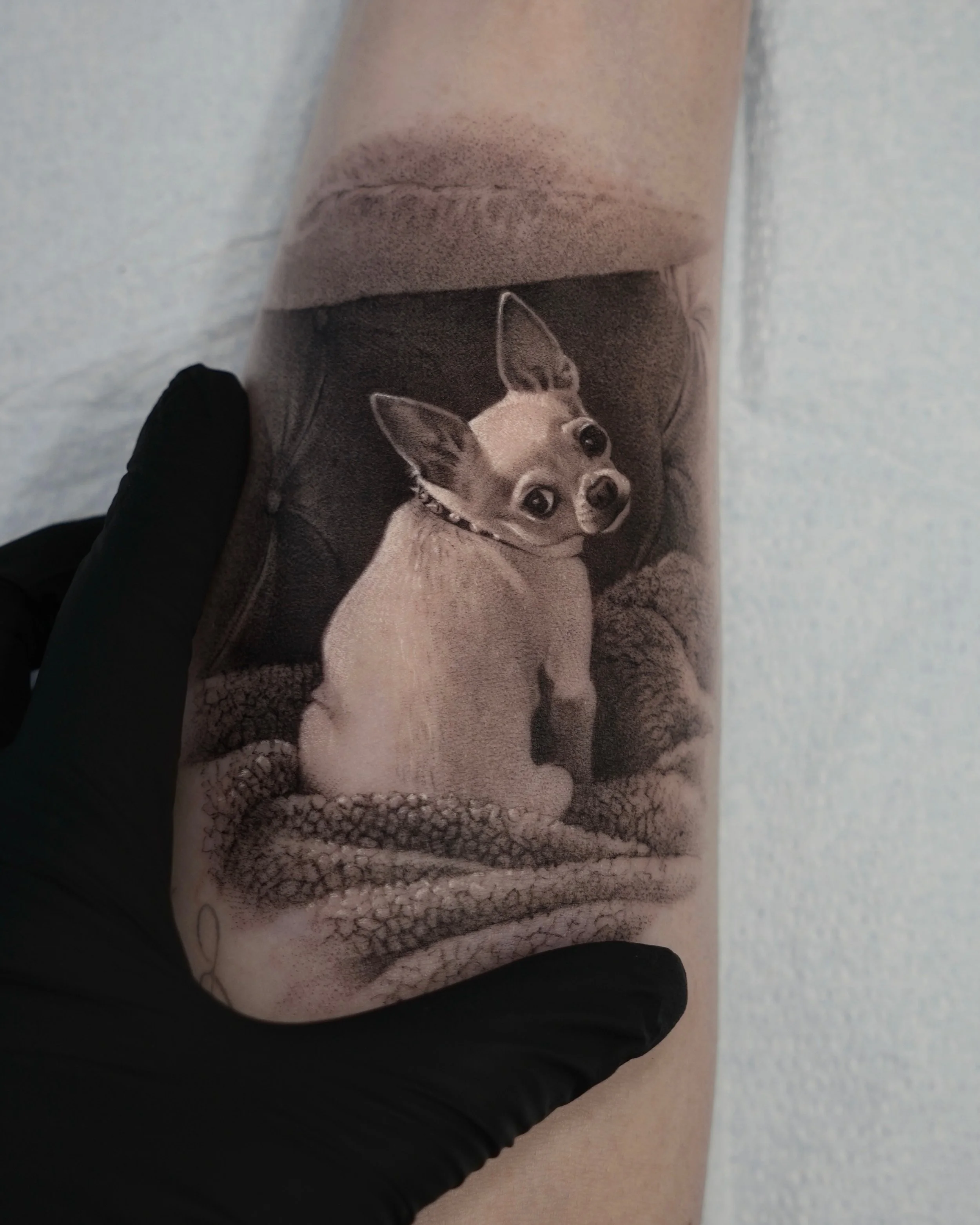 Cute Cannoli 

#microrealism #dogtattoo #photorealism #nyctattoo #cannoli