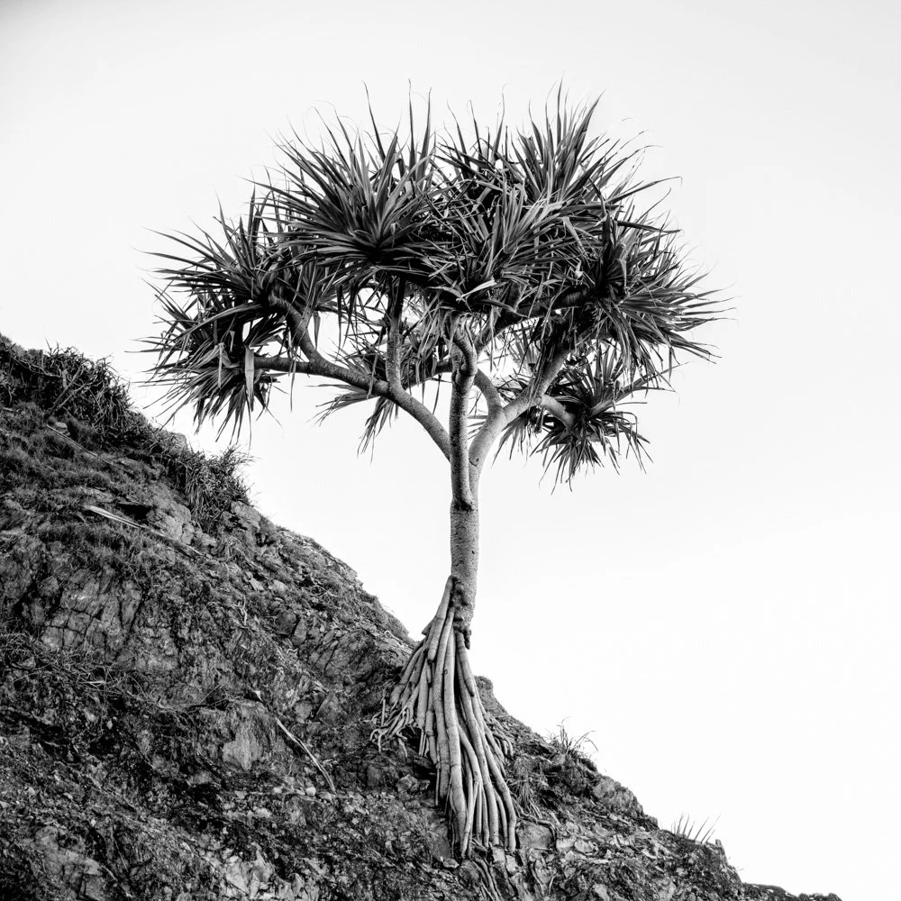 Pandanus_square_web.jpg