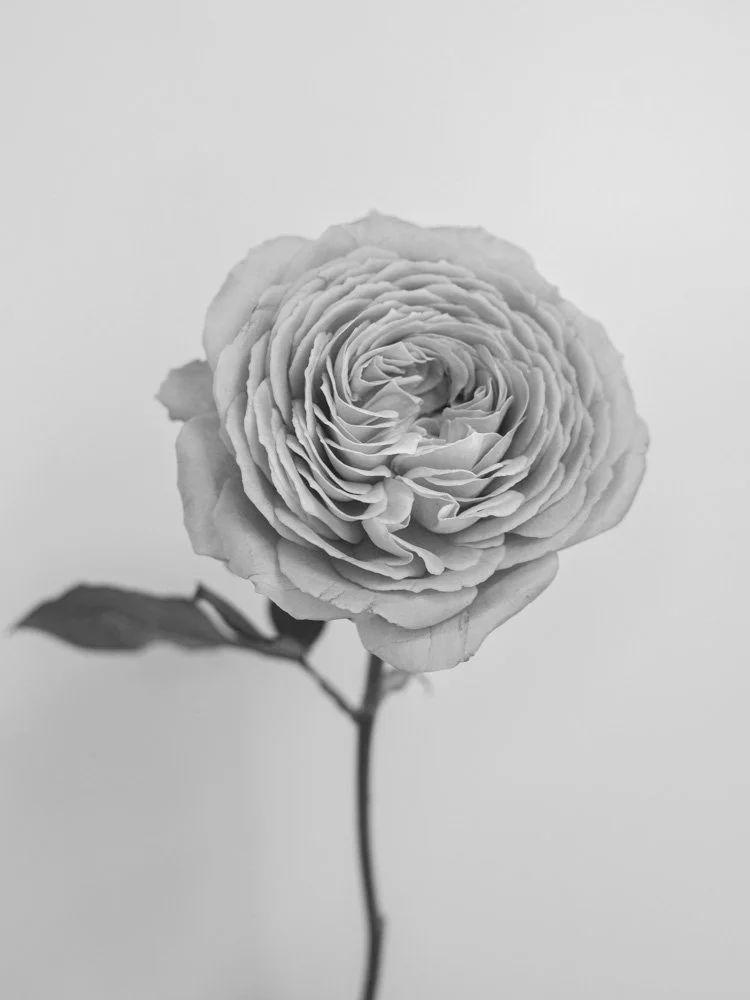 RoseBW_4x3_web.jpg