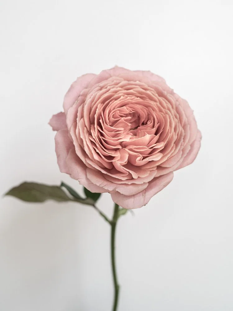RosePink_4x3_web.jpg