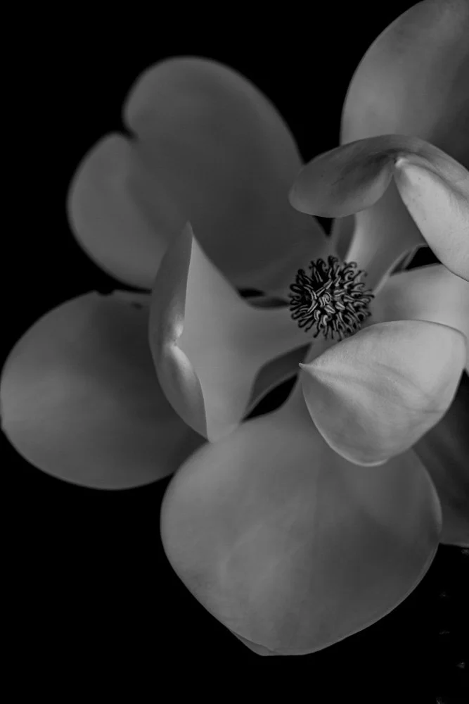 MagnoliaGrandiflora_web_1.jpg