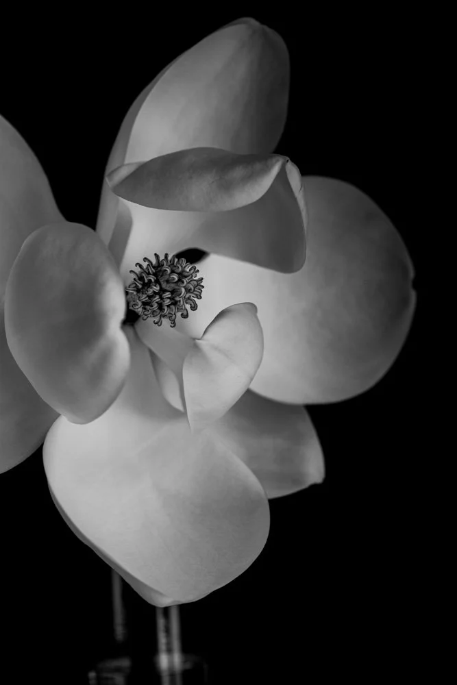 MagnoliaGrandiflora_web_2.jpg