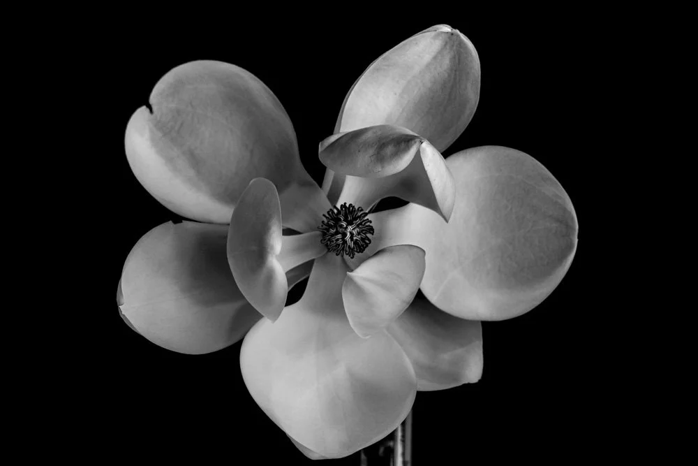 MagnoliaGrandiflora_web.jpg
