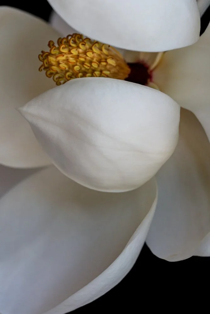 MagnoliaGrandiflora3colour_web.jpg