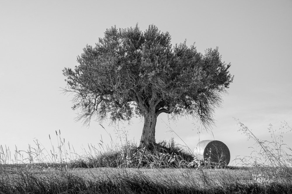 CasaOlivoTrees1_web_1.jpg