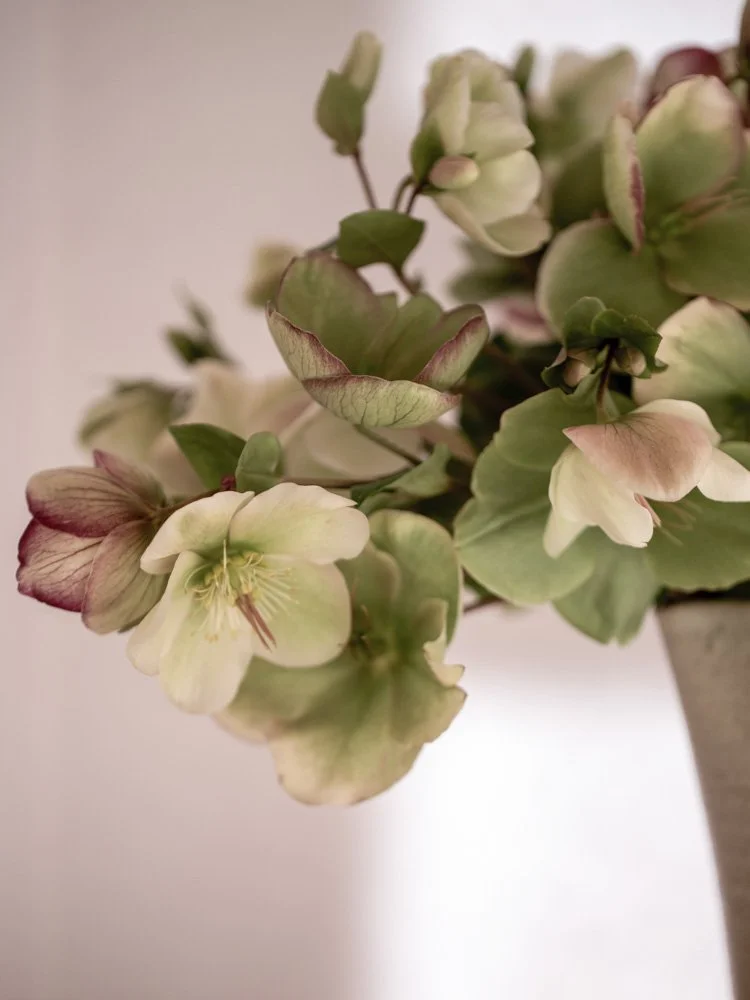 Hellebores_web_2.jpg