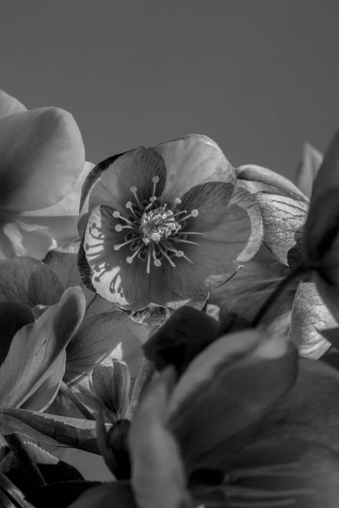 Hellebores_web_3.jpg