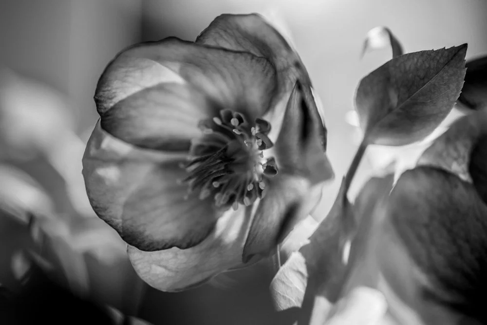 Hellebores_web_4.jpg