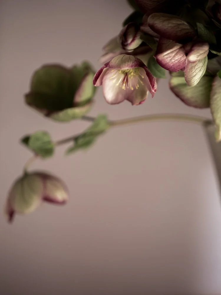 Hellebores_web.jpg
