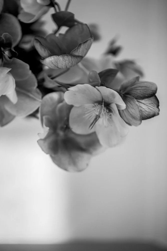 Hellebores_web_1.jpg