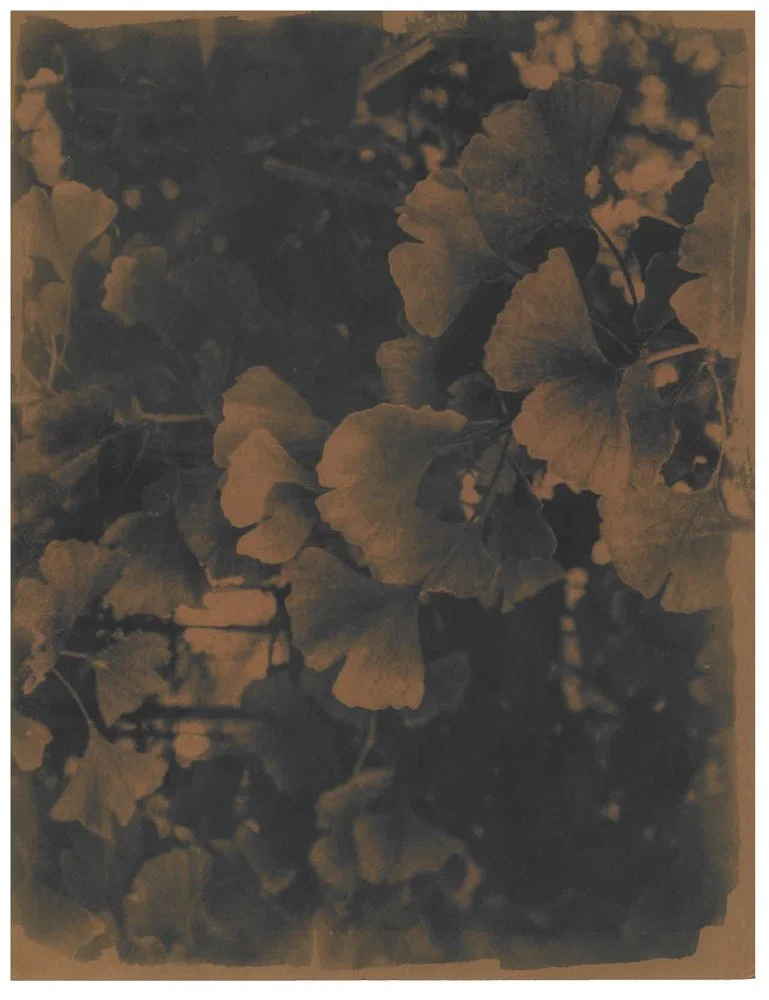 Cyanotype_Sepia_web_1.jpg