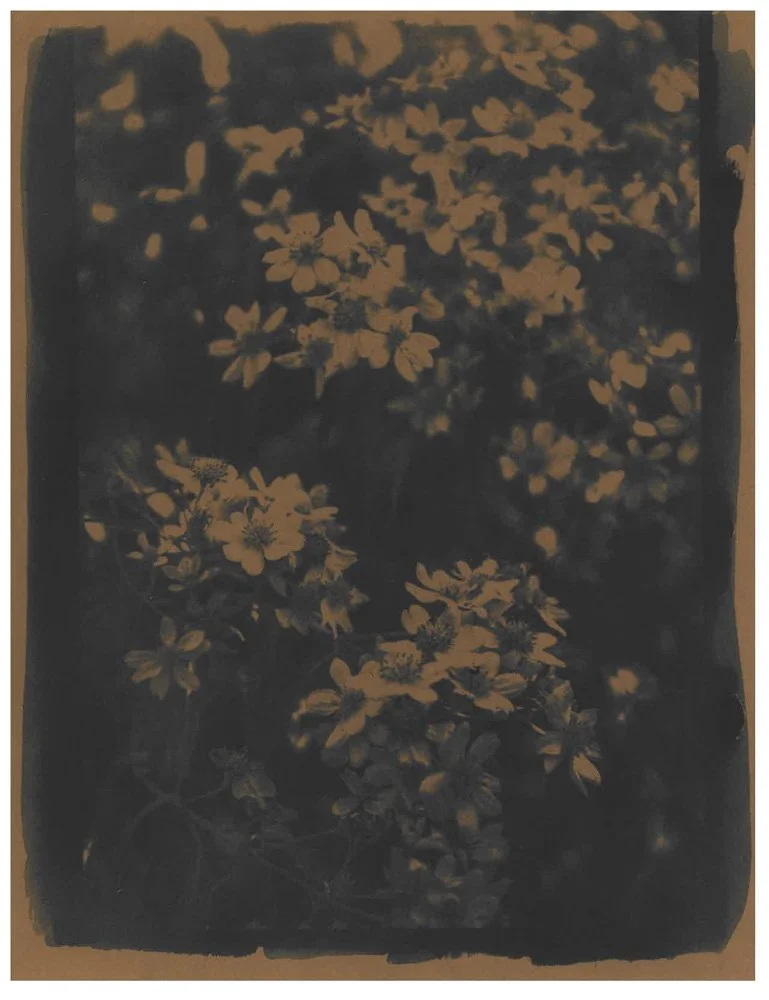 Cyanotype_Sepia_web_4.jpg