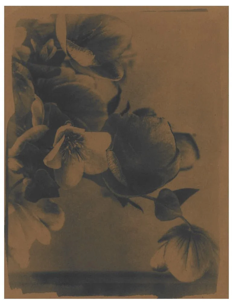 Cyanotype_Sepia_web_9.jpg