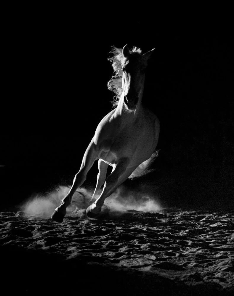 CavalloCanada_web_1.jpg