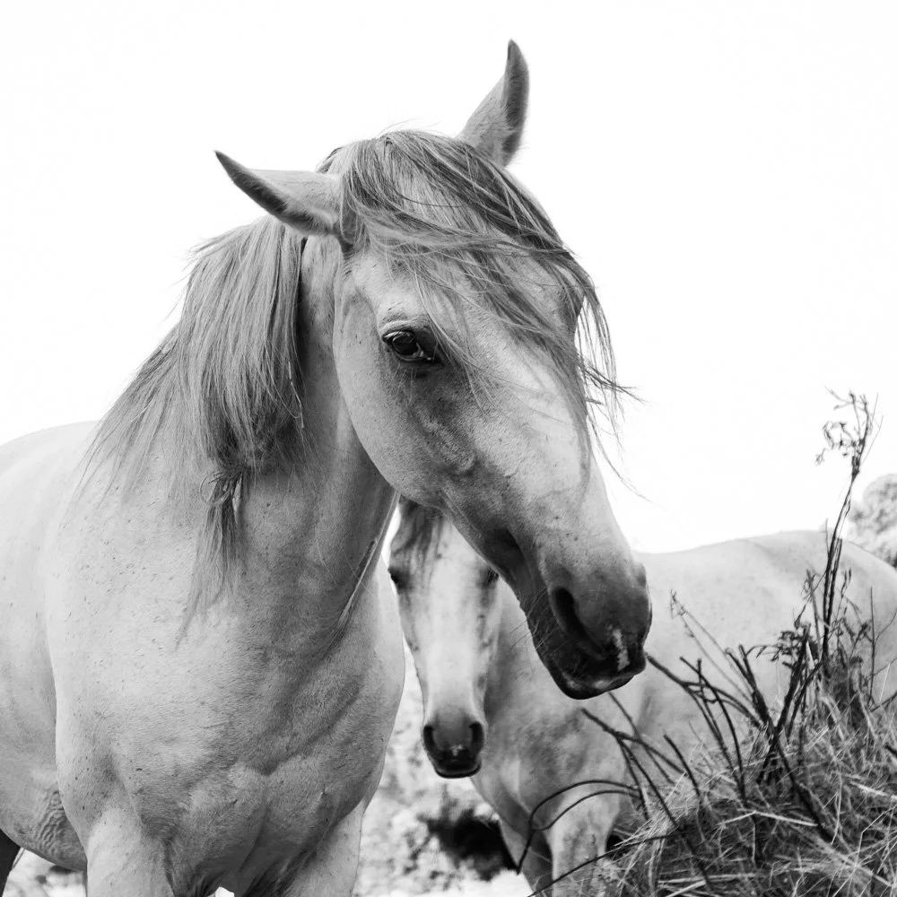MallorcaHorse_web.jpg