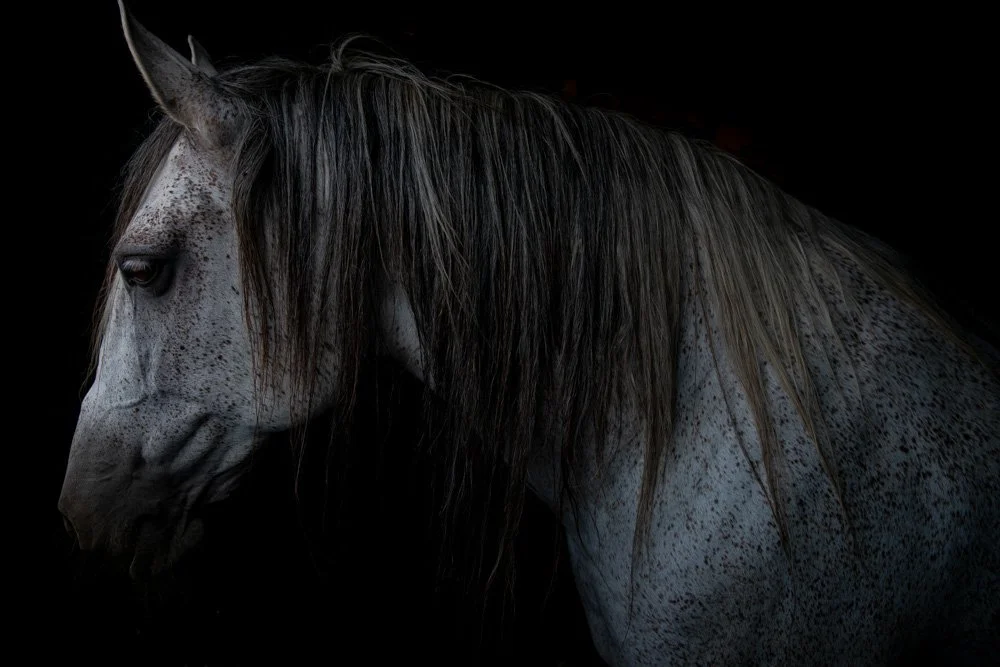 Portugalhorse_web.jpg