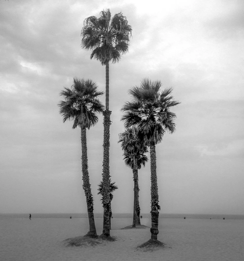 LAPalms_web.jpg
