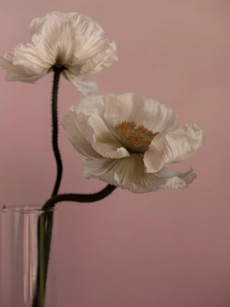 Poppiescolour_web.jpg