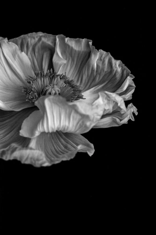 PoppiesIcelandic_web_1.jpg