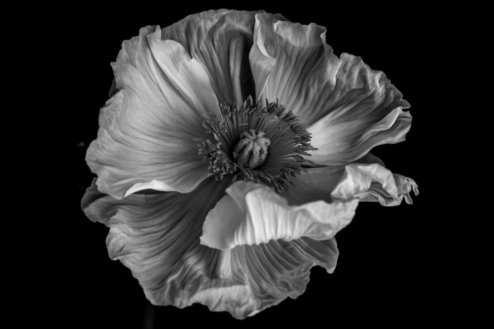 PoppiesIcelandic_web_2.jpg