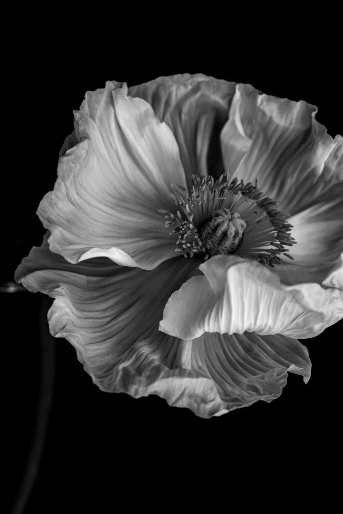 PoppiesIcelandic_web_3.jpg