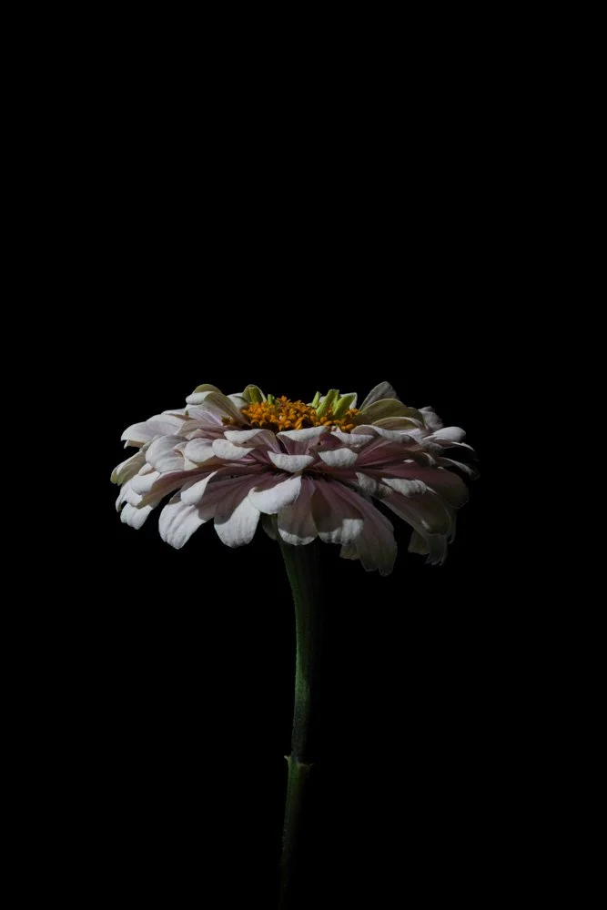 UNY_Zinnia_Web.jpg