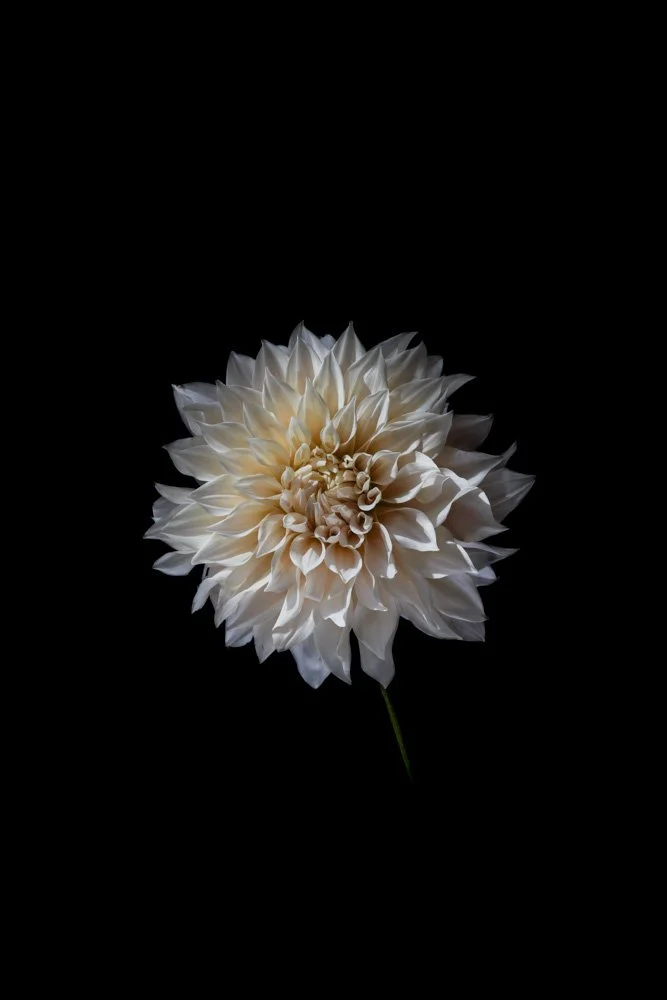 UNY_Dahlia_Web.jpg