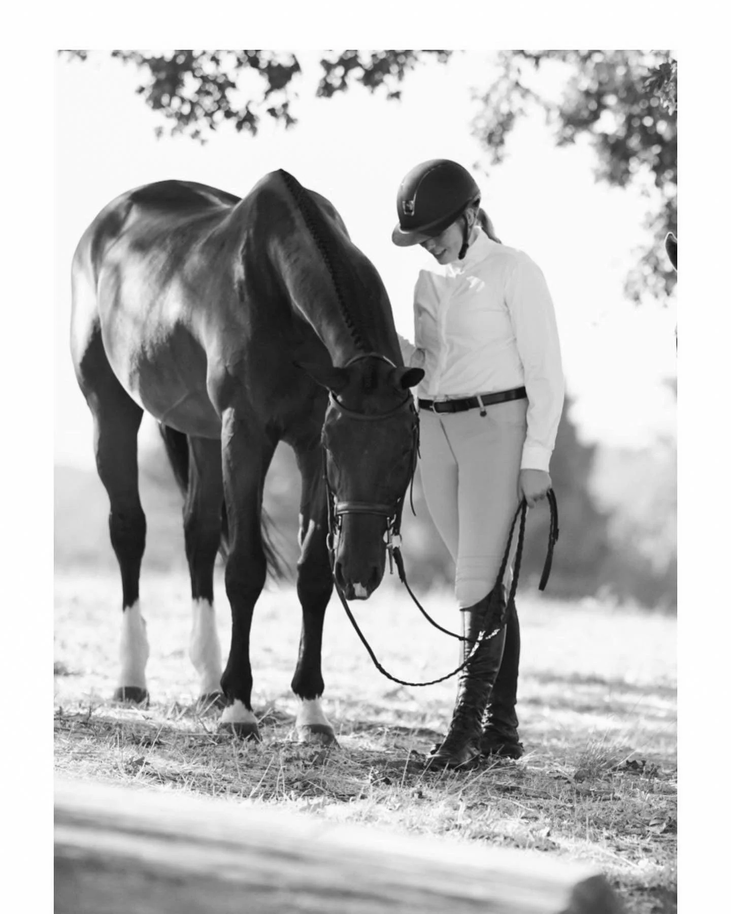 Equine_1.jpg
