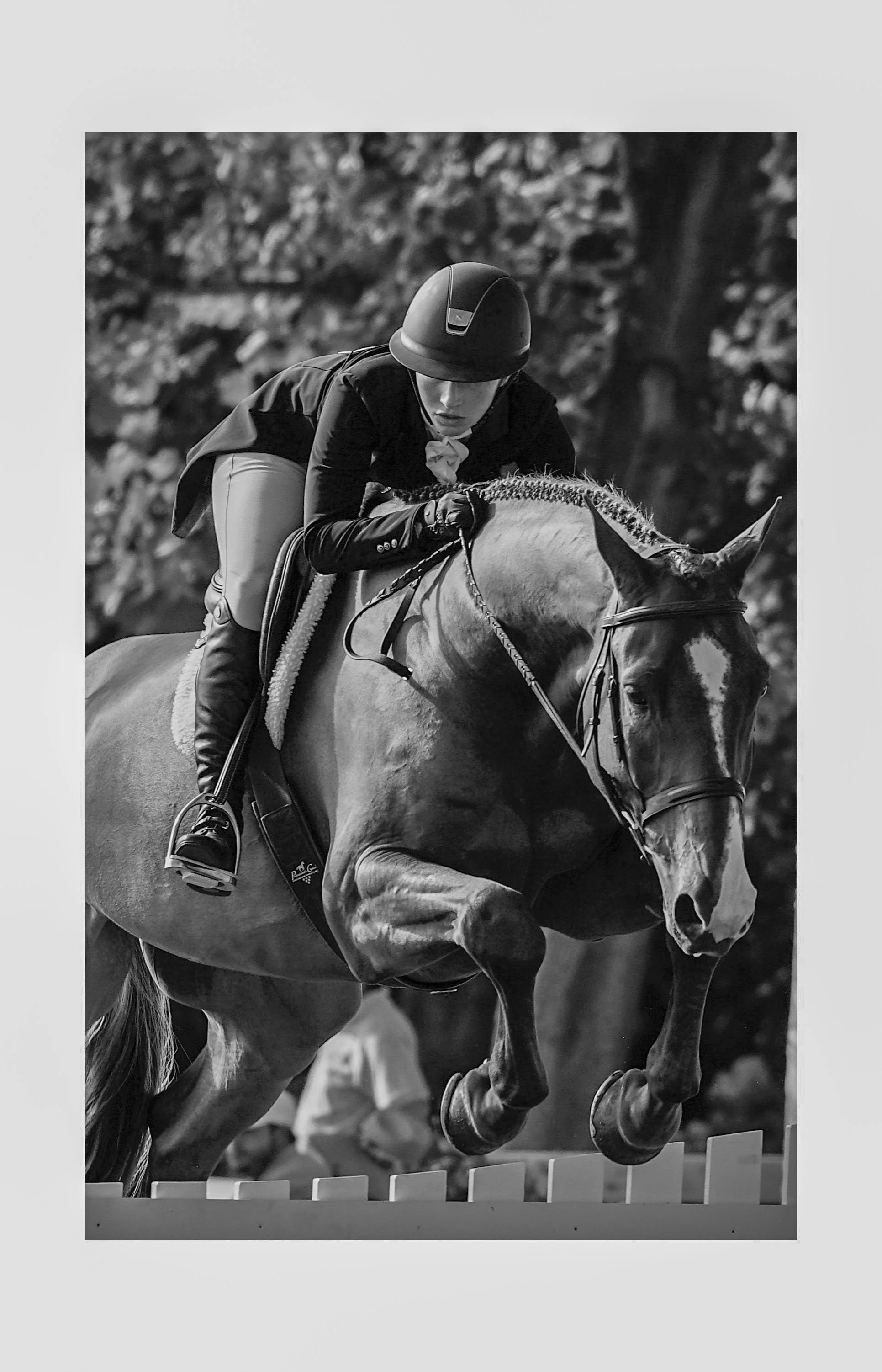 Equine.jpg