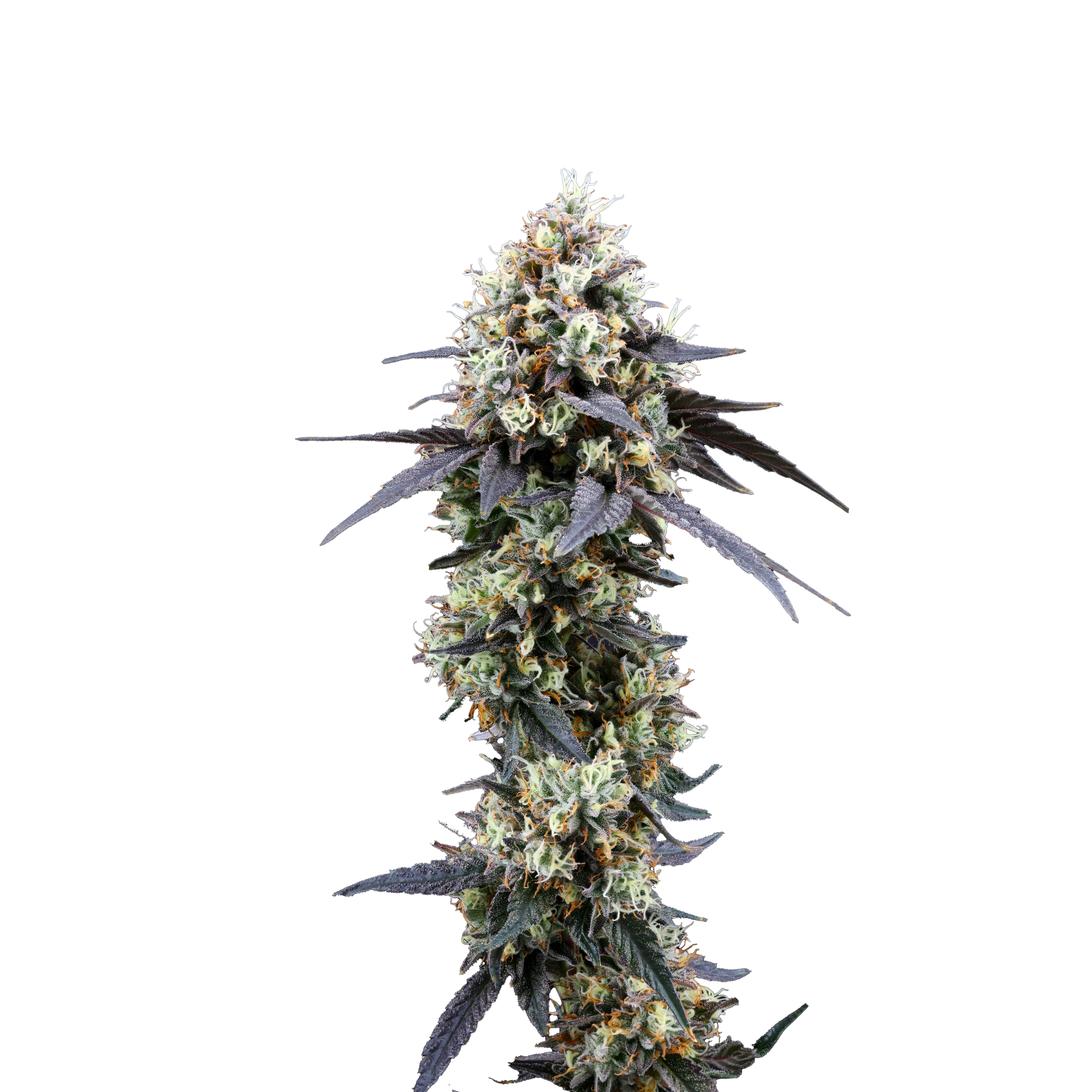 Macro_Ecola_MustardTiger_EDIT (1).png